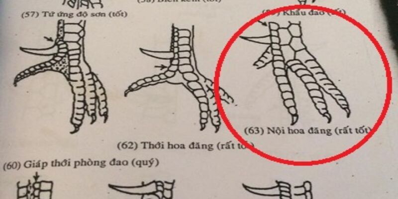 Vảy gà ngũ quỷ nội hoa đăng